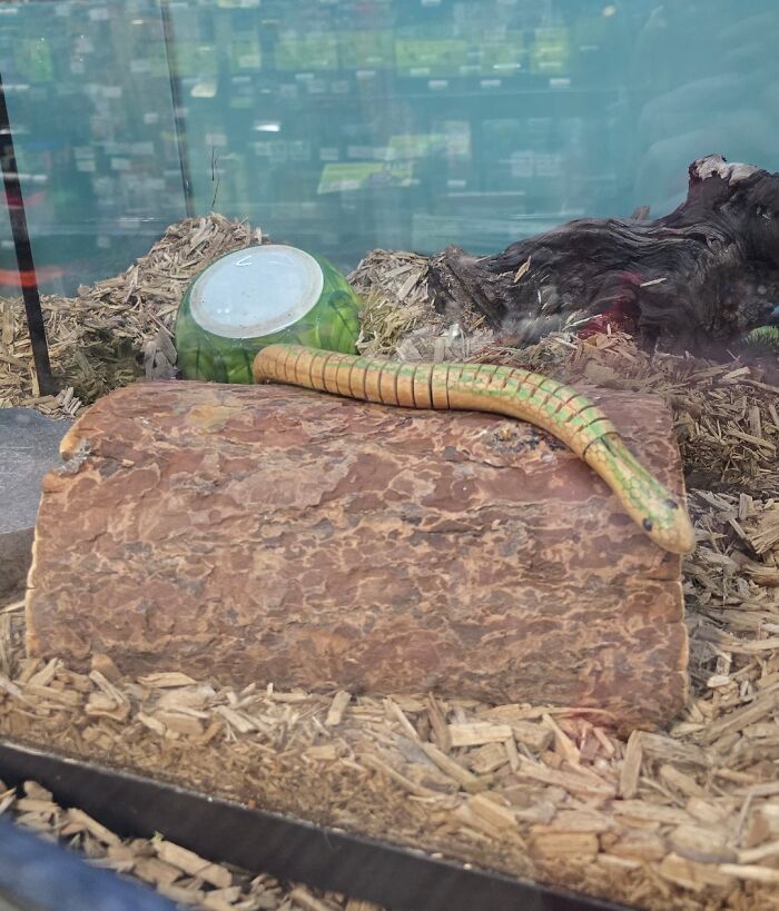 Green legless lizard resting on a log inside a terrarium with wood chips and a water dish enclosure.