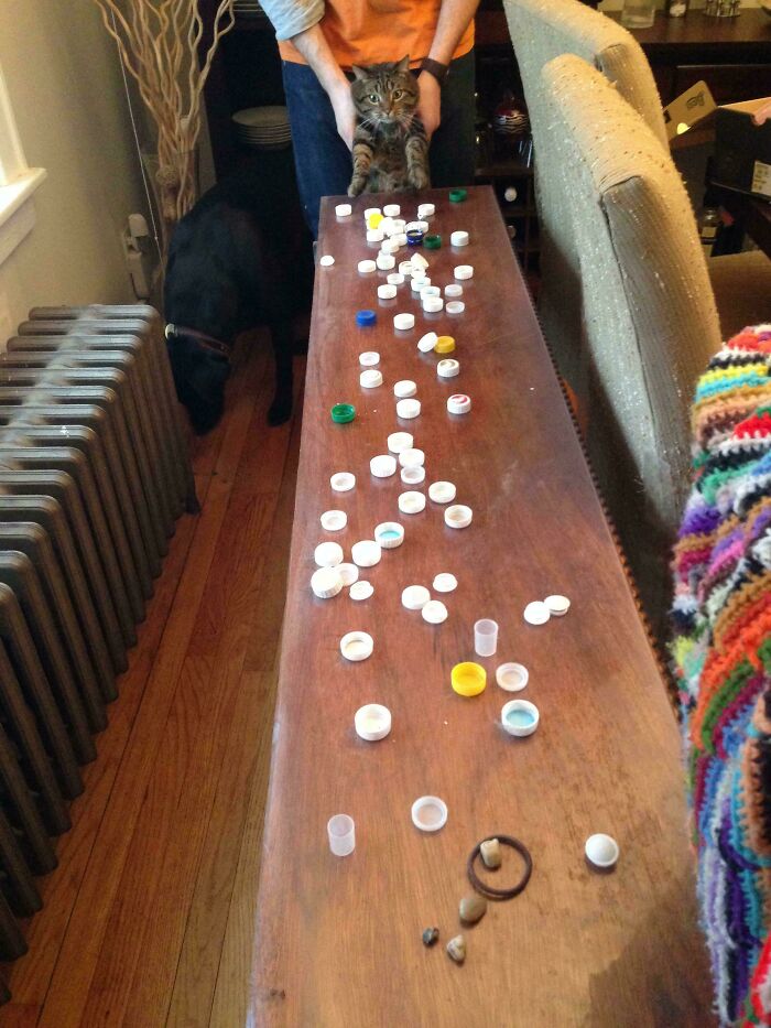 Cat and dog creating a chaotic mess by scattering numerous bottle caps on a wooden table in a living room.