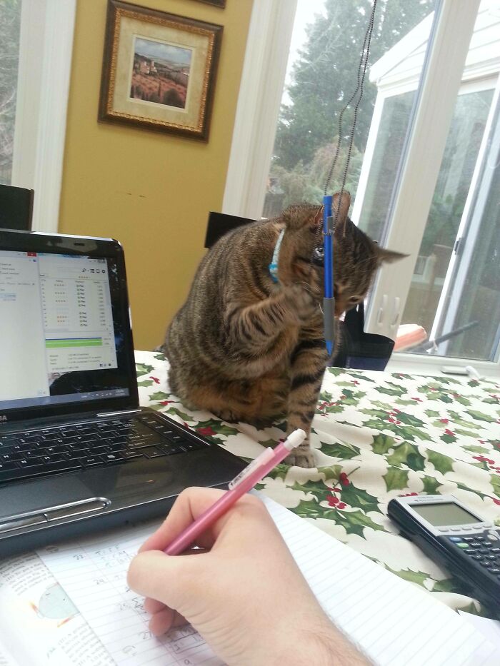 Tabby cat playing with pen hanging from window blinds, disrupting work on laptop and notebook, example of chaotic pets menace.