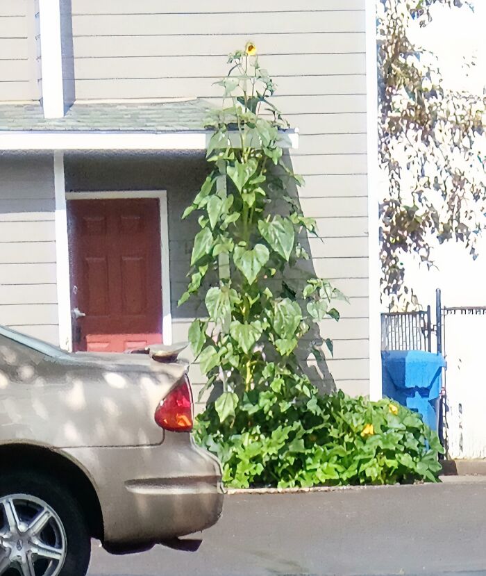 Tall sunflower growing unexpectedly high next to a car and house, showcasing funny moments in nature captured by people.