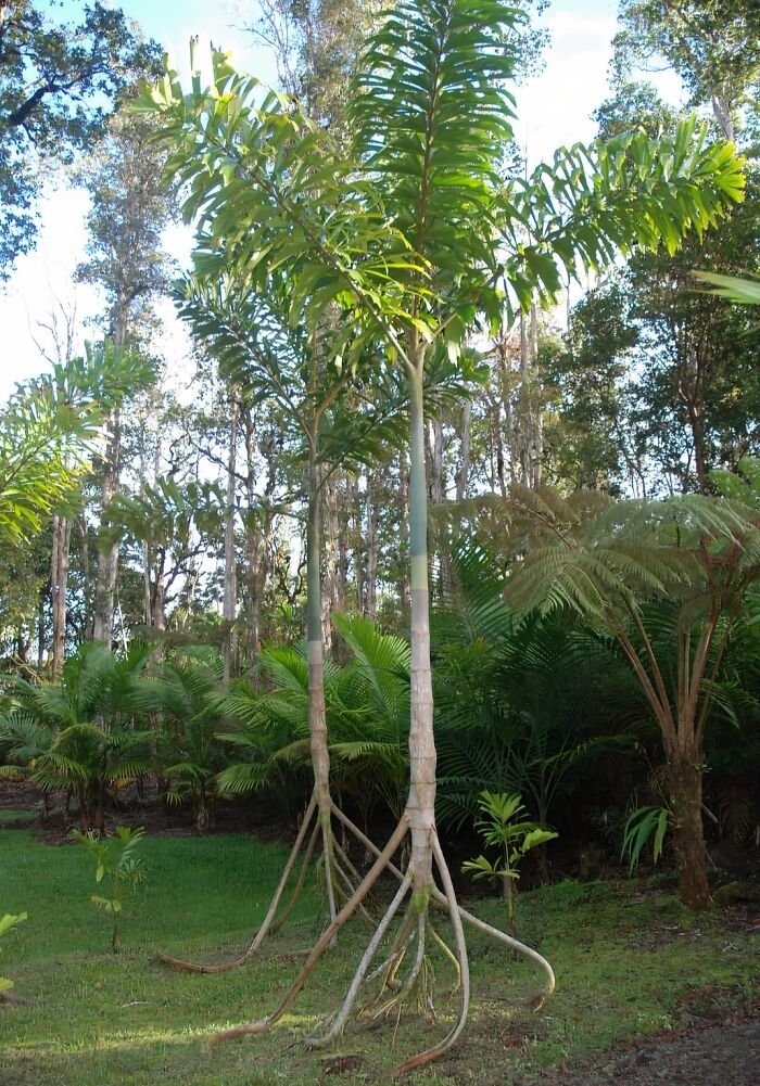 Tall tropical trees with unusual exposed roots in a lush green forest showing nature being funny and unique.