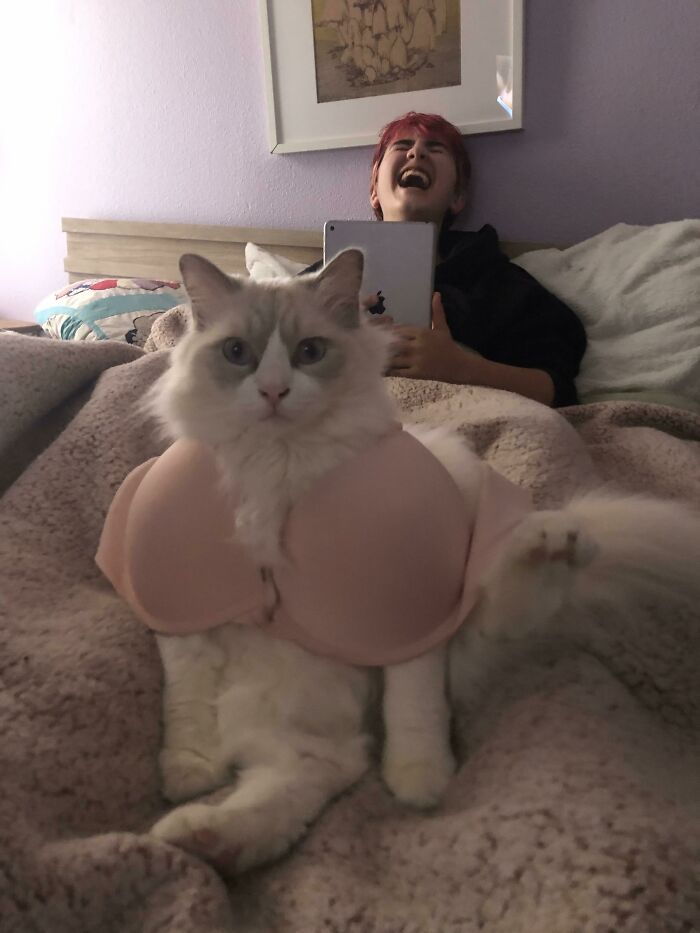 Fluffy cat wearing a bra sitting on a bed with a person laughing behind, showing chaotic pets being a menace.