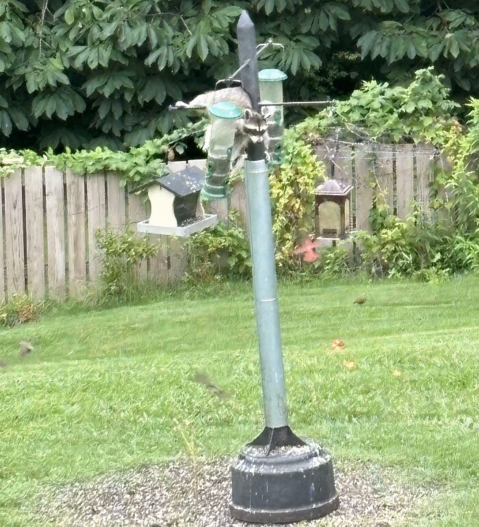 Raccoon perched on a funny nature scene by bird feeders in a backyard, capturing a funny moment in nature.