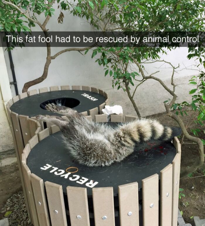 Raccoon stuck in a trash bin, showcasing a funny moment in nature captured by people snapping a pic.