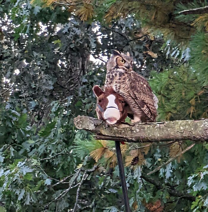 Owl perched on a horse garden decoration in a tree, showcasing a funny moment in nature captured by a snap.