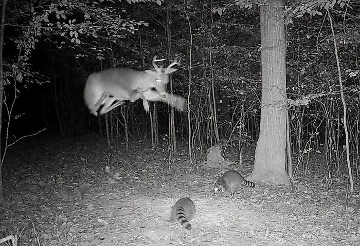 Deer caught mid-jump over raccoons in a nighttime forest scene, showcasing funny nature moments snapped on camera.
