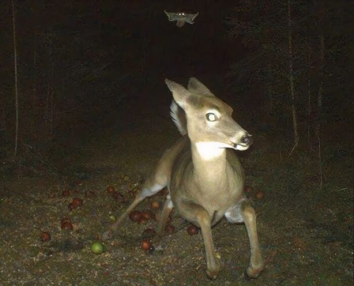 Deer caught in a funny moment at night with glowing eyes and a butterfly above, showcasing nature's humor and surprise.