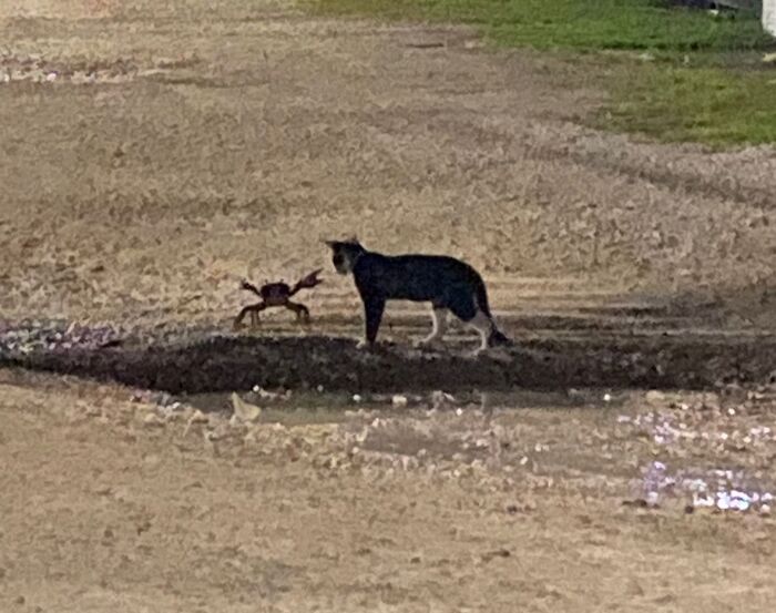Cat and crab face off in an unusual encounter, showcasing funny moments in nature captured by people snapping a pic.