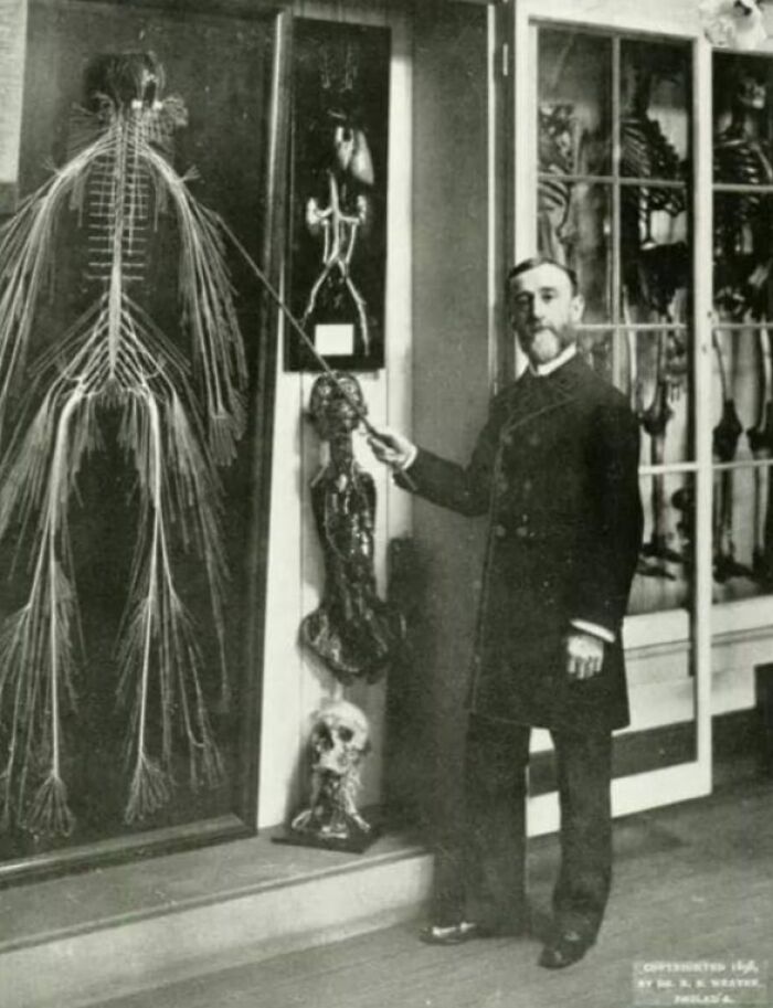 Vintage medical photo of a man pointing to anatomical specimens showcasing nerve and skeletal systems in a museum setting.