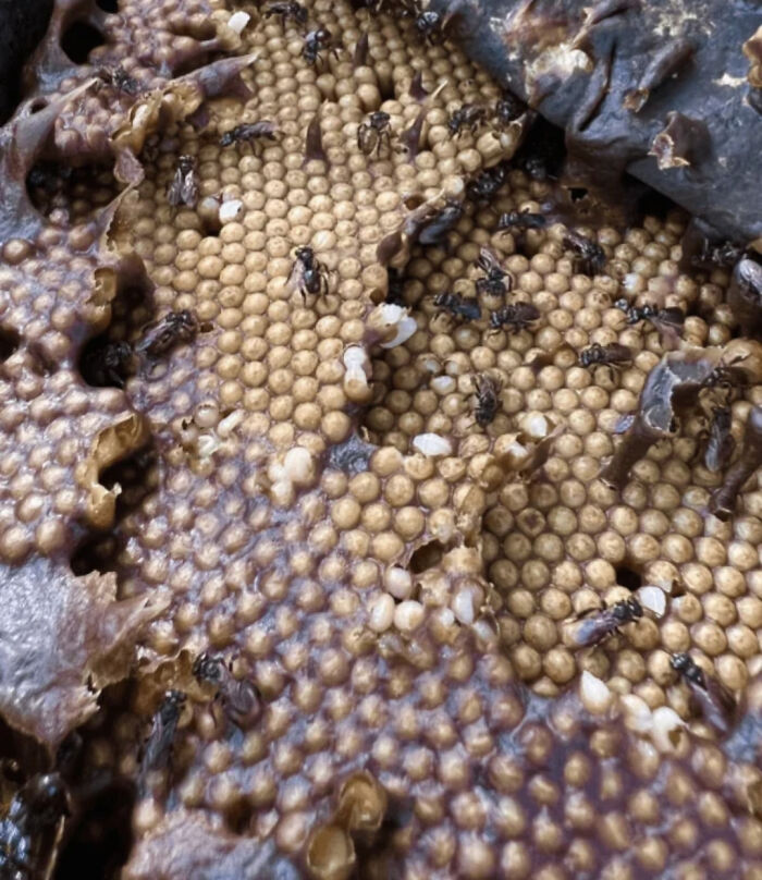 Close-up of a honeycomb with bees and larvae showing a terrifying moment when nature stopped people in their tracks.