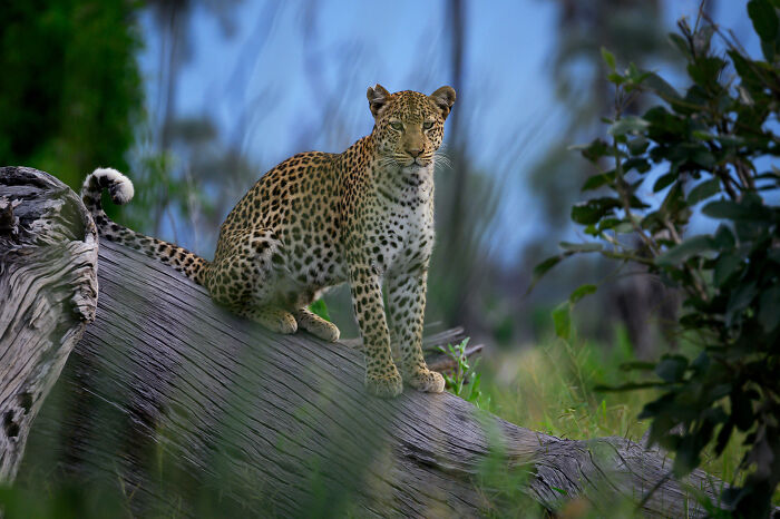Leopard resting on a fallen tree trunk in a green forest, showcasing wildlife beauty and nature through Greg Du Toit’s lens.