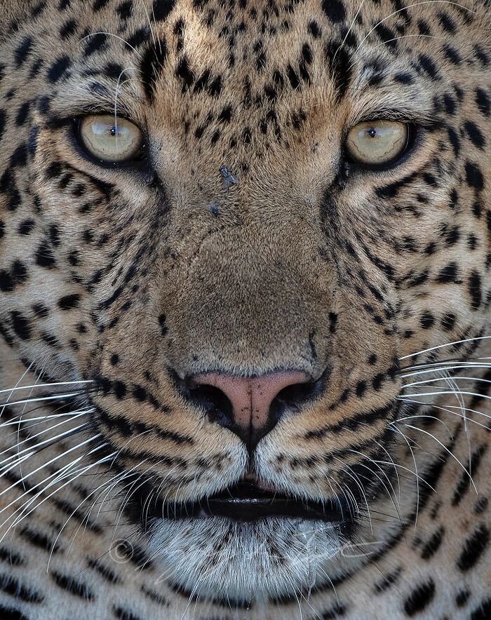 Close-up of a leopard’s face showcasing the beauty of wildlife in nature photography through Greg Du Toit's lens.