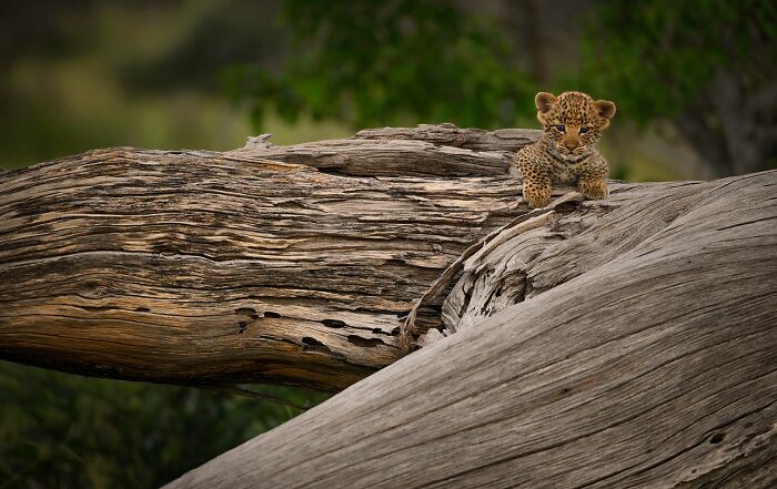 Leopard cub resting on a fallen tree branch captured in mesmerizing wildlife photos showcasing the beauty of nature.