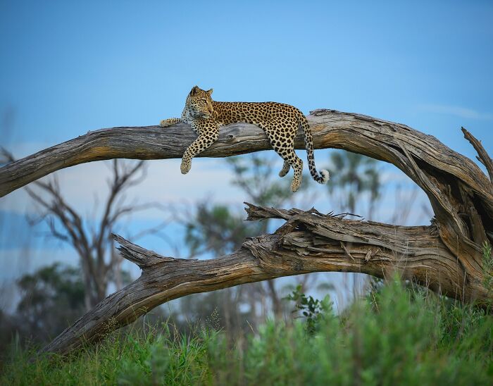 Leopard resting on a curved tree branch captured in a mesmerizing wildlife photo showcasing the beauty of nature.