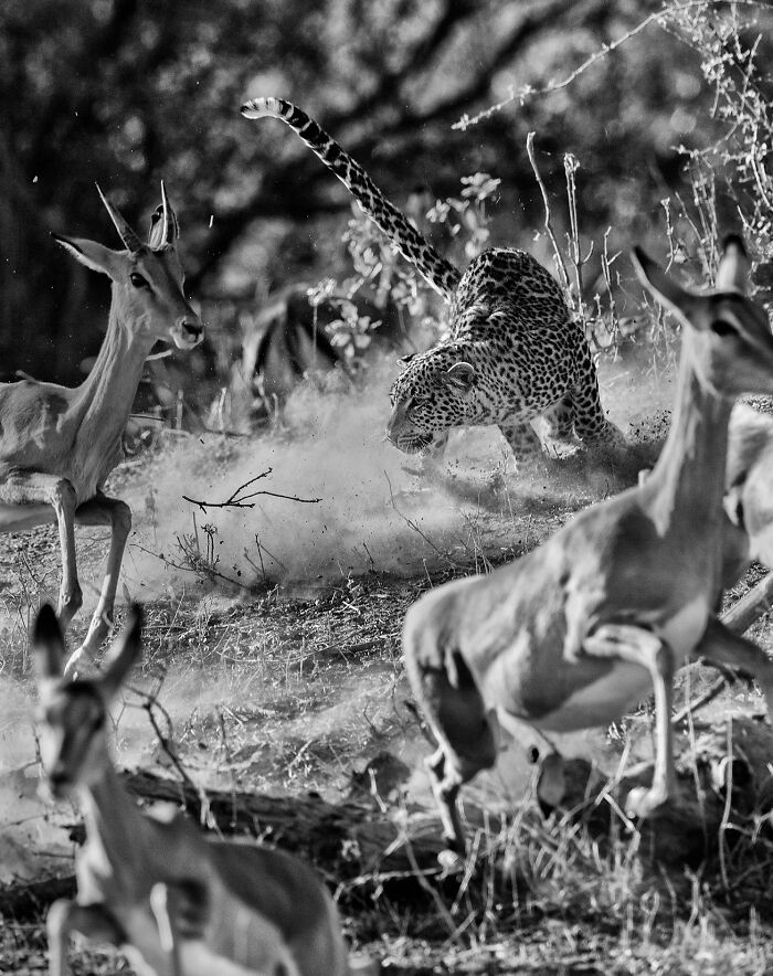 Leopard chasing antelope in a dramatic wildlife photo showcasing the beauty of nature through wildlife photography.