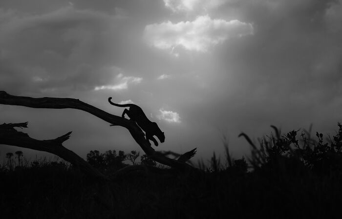 Silhouetted big cat leaping from a tree branch in a dramatic wildlife photo showcasing the beauty of nature.