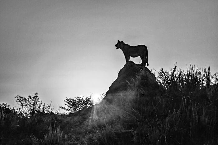 Silhouette of a wild animal standing on a hill at sunset in a mesmerizing wildlife photo showcasing nature's beauty.