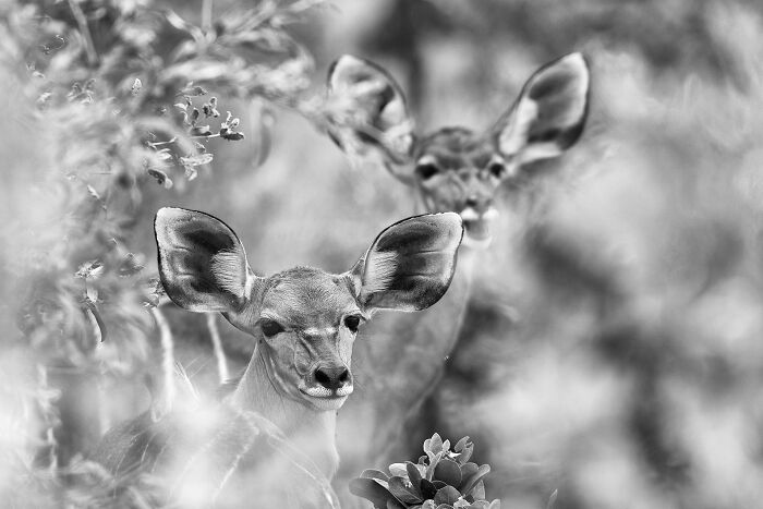 Two young antelopes blending in nature, captured in mesmerizing wildlife photos showcasing the beauty of nature through the lens.