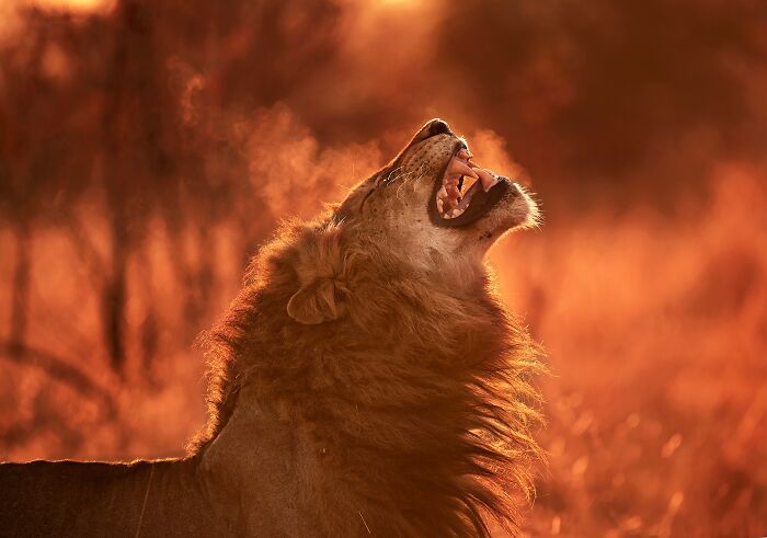 Lion roaring at sunset in a mesmerizing wildlife photo capturing the beauty of nature through a stunning lens.