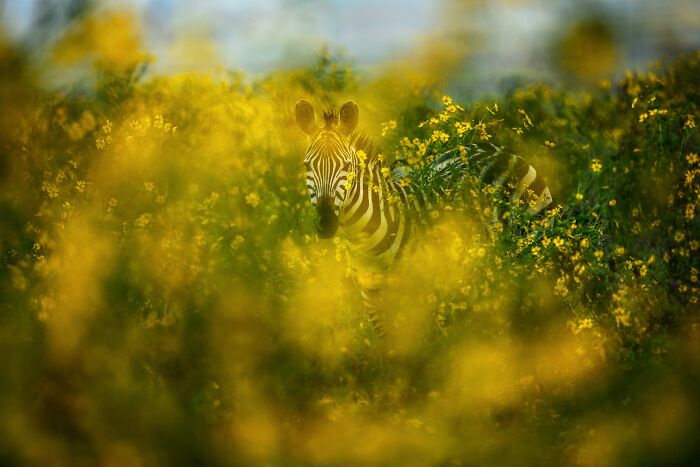 Zebra standing amidst yellow wildflowers, showcasing mesmerizing wildlife photos that capture the beauty of nature.