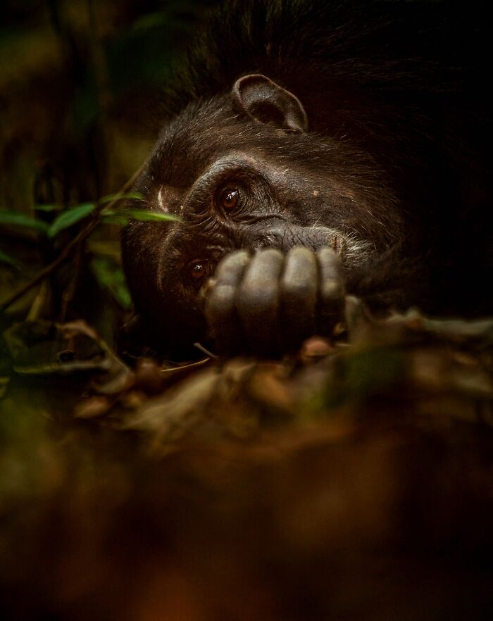 Close-up wildlife photo of a resting chimpanzee in a natural forest setting showcasing the beauty of nature.