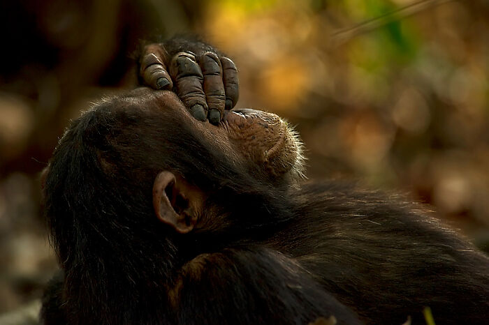 Chimpanzee resting with hand on forehead in a serene wildlife photo showcasing the beauty of nature through Greg Du Toit’s lens