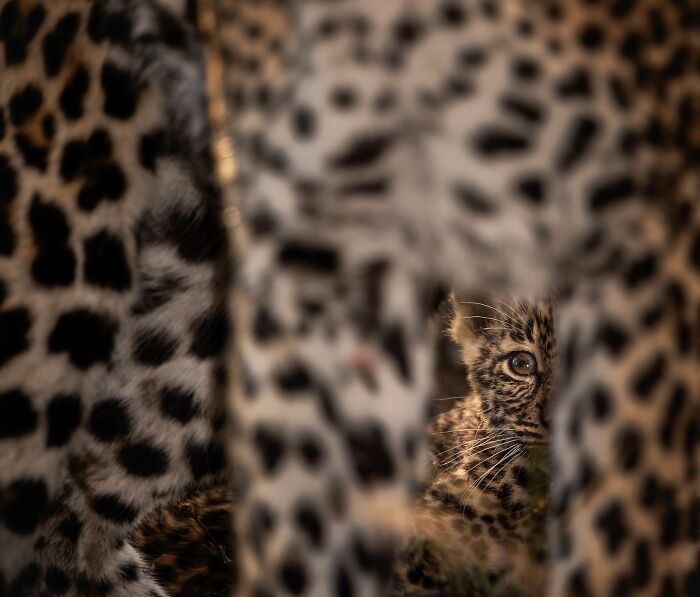Leopard cub peeking through the blurred spots of adult leopards in a mesmerizing wildlife photo capturing nature's beauty.