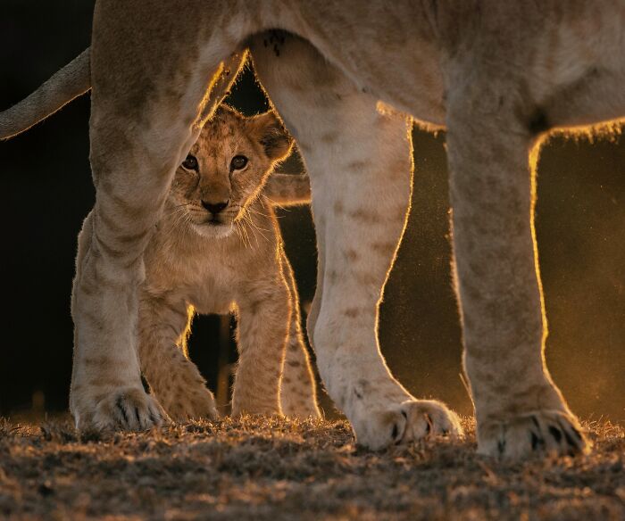 Lion cub walking beneath adult lion's legs, showcasing wildlife in nature with golden backlight at sunset.