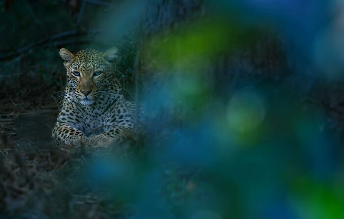 Leopard resting in shadows captured in mesmerizing wildlife photo showcasing the beauty of nature through Greg Du Toit’s lens.