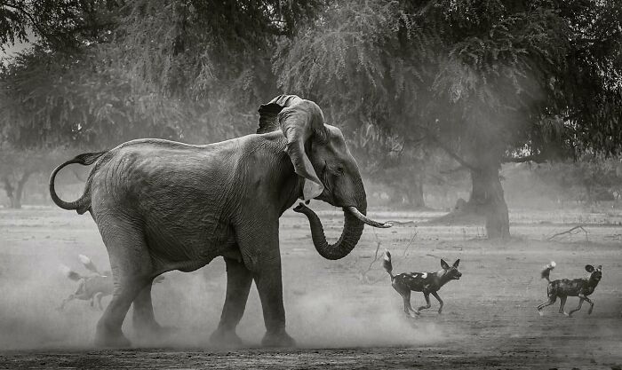 Elephant walking in dusty terrain with wild dogs nearby, showcasing mesmerizing wildlife and nature beauty.