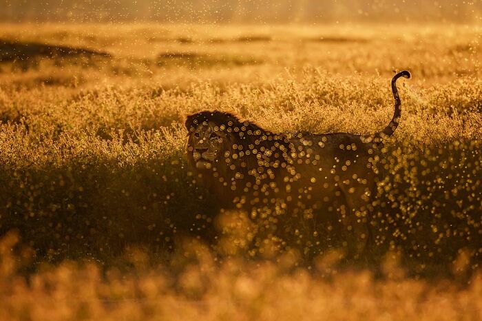 A mesmerizing wildlife photo of a male lion partially hidden in tall grass with golden sunlight filtering through nature.