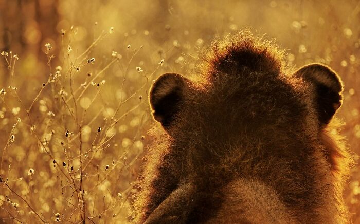 Close-up of a bear in golden light, showcasing the beauty of wildlife through nature photography.