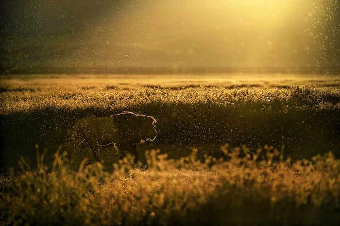 Lion walking through a sunlit field with dust particles, a mesmerizing wildlife photo showcasing the beauty of nature.