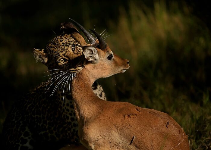 Leopard capturing an antelope in a mesmerizing wildlife photo showcasing the beauty of nature through expert wildlife photography.