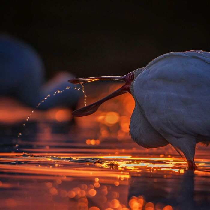 Wildlife photo of a bird with water splashing from its beak at sunset, showcasing the beauty of nature.