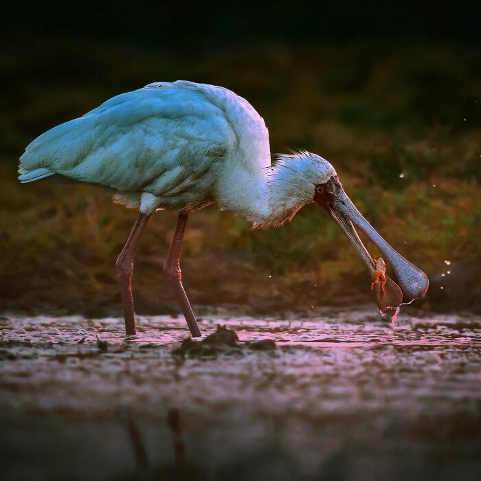 Wildlife photo of a spoonbill bird catching prey in shallow water, showcasing the beauty of nature in stunning detail.