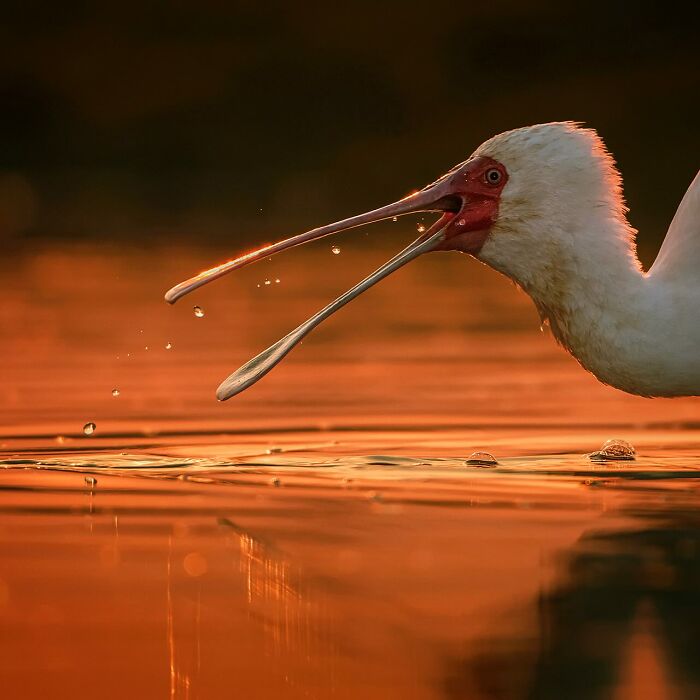 White bird with a long bill catching water droplets at sunset in stunning wildlife nature photography.