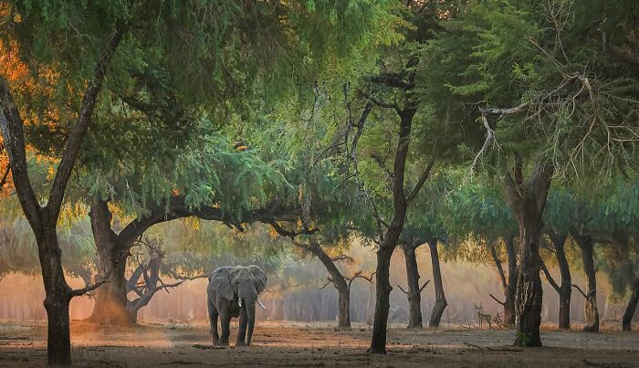 Elephant walking through a forest landscape at sunrise, a stunning wildlife photo showcasing the beauty of nature.