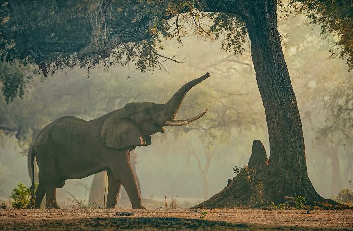 Elephant reaching up to a tree in a misty forest, showcasing wildlife beauty in a stunning nature photo.