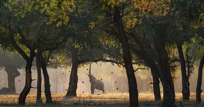 Elephant walking through forest at sunrise in a mesmerizing wildlife photo showcasing the beauty of nature.