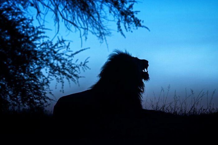 Silhouette of a roaring lion at dusk captured in mesmerizing wildlife photos showcasing the beauty of nature.