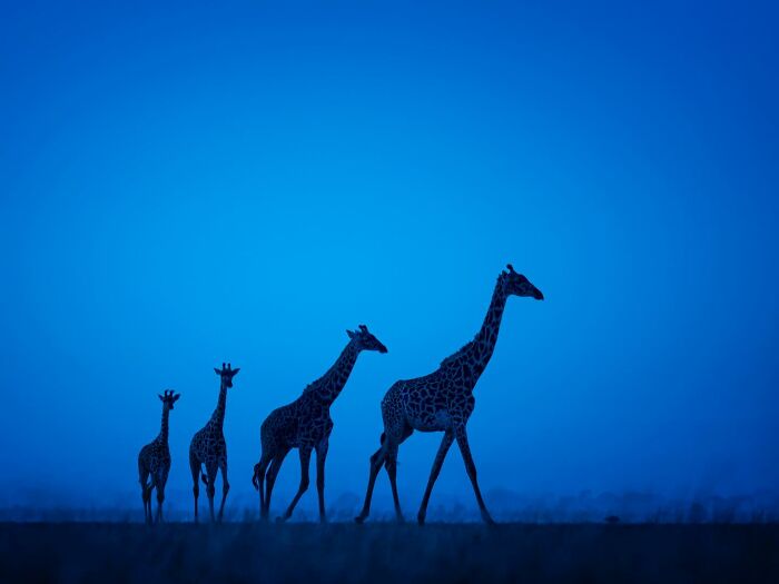 Silhouettes of giraffes walking at dusk captured in a mesmerizing wildlife photo showcasing the beauty of nature.