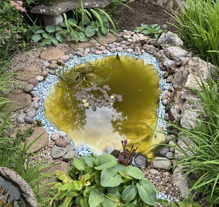 Small garden pond surrounded by stones and plants, reflecting sky and trees, showcasing a peaceful outdoor space.