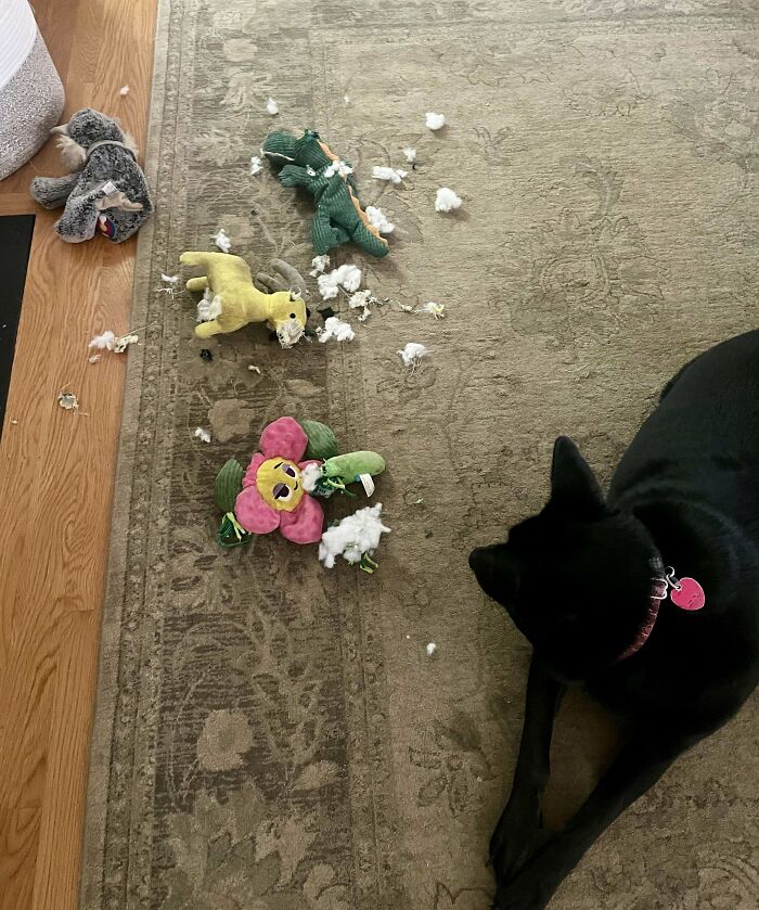 Black dog surrounded by chaotic pet toys torn apart with stuffing scattered on the carpet.