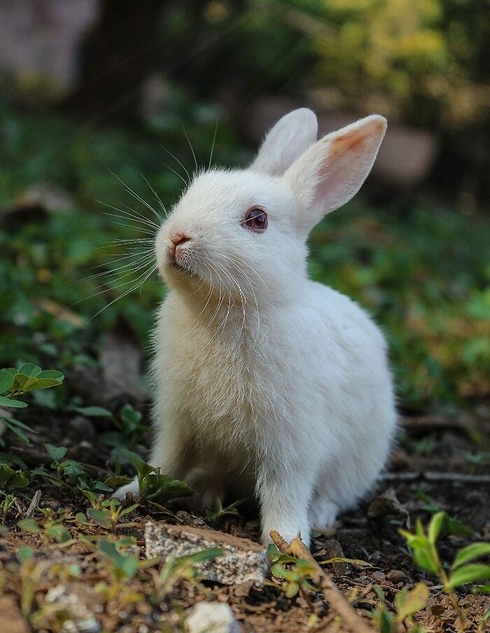 White rabbit sitting on the forest floor surrounded by green plants, evoking peaceful neighbor tales in the woods.