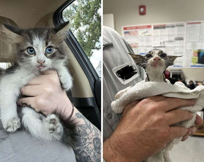 Adorable cutest cats with striking blue eyes held in hands, one dry and one wet, showcasing heart-melting charm and cuteness.