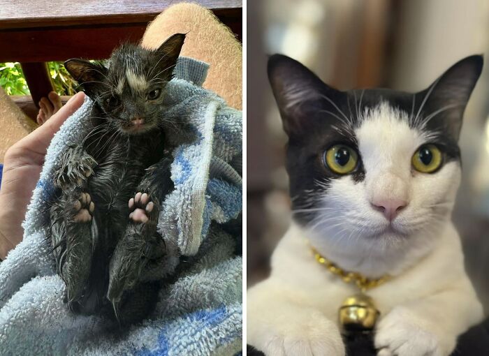Two adorable cats, one wet kitten wrapped in a towel and a black and white cat with yellow eyes wearing a bell collar.