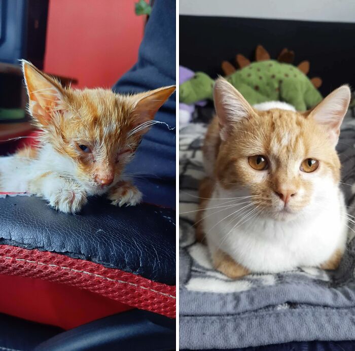 Side-by-side images of a cute orange and white cat showing its transformation from a kitten to an adult cat.