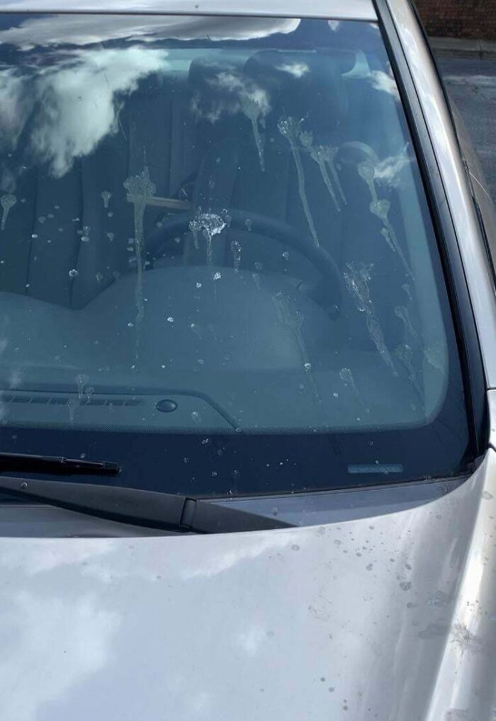 Car windshield covered with bird droppings, reflecting clouds, illustrating neighbor tales near the woods.