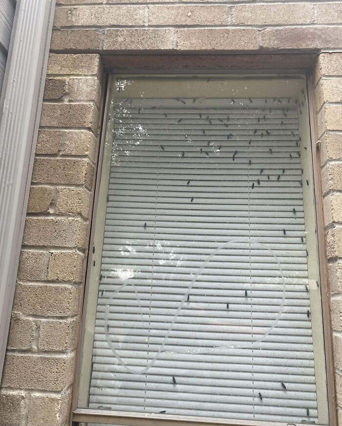 Window with dirty blinds covered in insect marks, reflecting trees outside, illustrating neighbor tales in wooded areas.